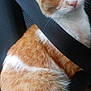 cat, orange_cat, white_cat, seatbelt, car_seat, feline, pet, fur, animal, indoor, close_up, sitting, transportation, safety, cute, whiskers, ears, eyes, nose, travel