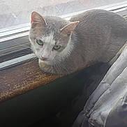 Ghost joined the competition — help win amazing prizes! cat, gray_cat, white_cat, windowsill, window, curtain, indoor, pet, animal, green_eyes, wood, resting, looking, feline, cute, domestic_animal, close_up, cozy, home, curious