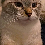 Tink joined the competition — help win amazing prizes! cat, close_up, feline, fur, whiskers, ears, paws, relaxed, indoor, pet, animal, cute, domestic, mammal, portrait, light_brown, white, texture, blanket, resting