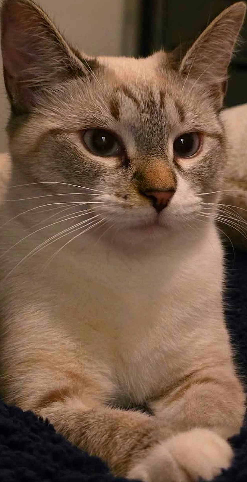 Tink joined the competition — help win amazing prizes! cat, close_up, feline, fur, whiskers, ears, paws, relaxed, indoor, pet, animal, cute, domestic, mammal, portrait, light_brown, white, texture, blanket, resting