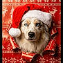 Winston is registered to the contest to win money with this photo: dog, blue_eyes, santa_hat, christmas, holiday, festive, red, white, knitted_pattern, snowflake, reindeer, portrait, cute, pet, animal, fur, face, holiday_season, background, celebration