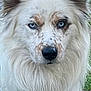dog, white_fur, blue_eyes, speckled_fur, fluffy, outdoor, grass, pet, animal, closeup, canine, ears, nose, portrait, nature, muzzle, fur_texture, watchful, domestic_animal, background