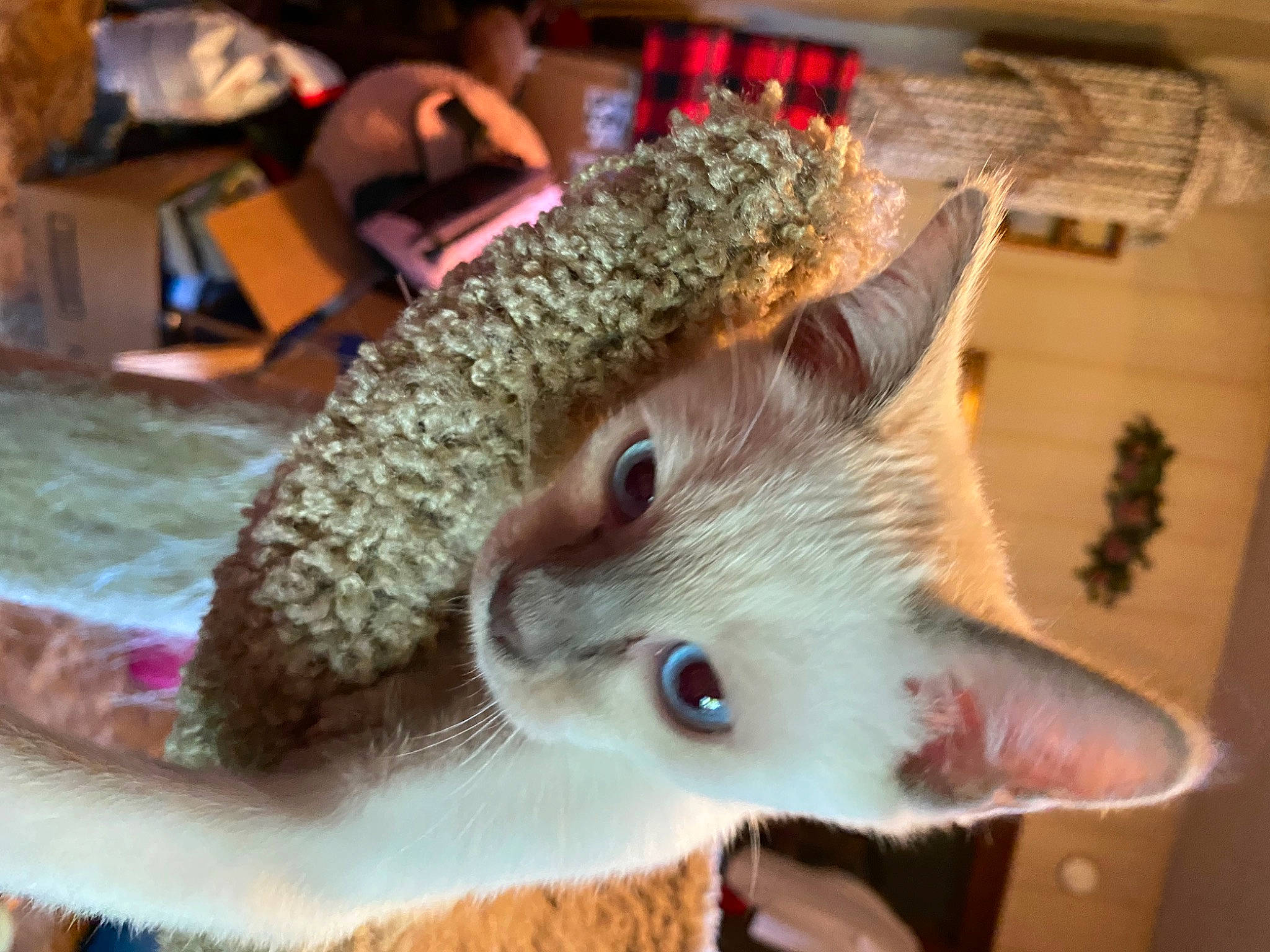 Jessie joined the competition — help win amazing prizes! cap, carnivore, cat, claw, costume_hat, domestic_short_haired_cat, fashion_accessory, fawn, fedora, felidae, fur, hat, paw, small_to_medium_sized_cats, snout, tail, toy, whiskers, wood