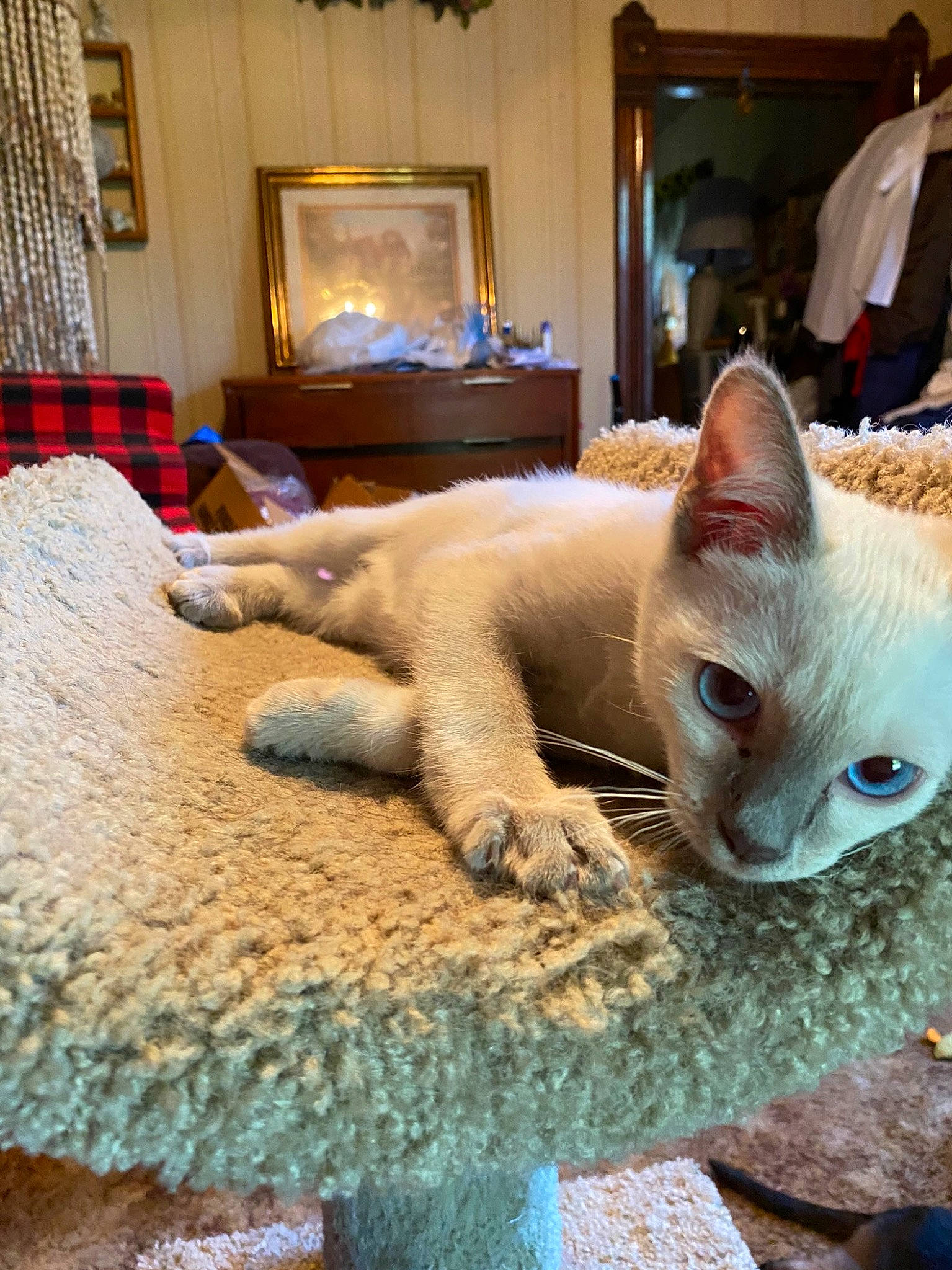 Jessie joined the competition — help win amazing prizes! art, carnivore, cat, curtain, domestic_short_haired_cat, fawn, felidae, flooring, fur, lamp, picture_frame, room, small_to_medium_sized_cats, snout, tail, television, thai, whiskers, window, wood