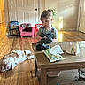 toddler, child, dog, wooden_floor, table, shoe, small_chair, door, shamrock_decoration, picture_frame, living_room, toy, pack_of_wipes, sunlight, furniture, flooring, indoor, person, pet, home