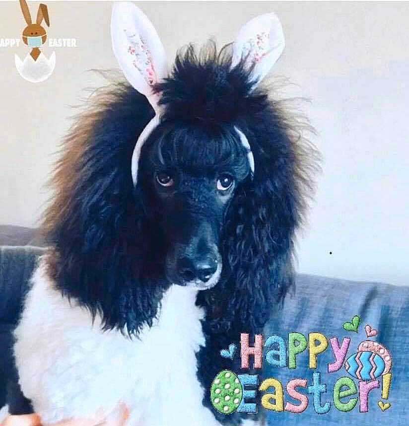 Leyla joined the competition — help win amazing prizes! canidae, carnivore, companion_dog, dog, dog_breed, ear, fur, mammal, miniature_poodle, non_sporting_group, photo_caption, poodle, rare_breed_dog, sporting_group, standard_poodle, toy_dog, toy_poodle