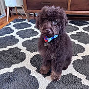 Moose is registered to the contest to win money with this photo: puppy, dog, brown_fur, curly_fur, collar, tags, indoor, rug, patterned_rug, furniture, dresser, lamp, wood_floor, pet, cute, sitting, animal, fur, domestic_animal, young_dog