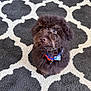 puppy, dog, brown, fluffy, collar, indoor, carpet, patterned_rug, cute, pet, animal, looking_up, sitting, furry, domestic_animal, small_dog, adorable, young_dog, companion, friendly