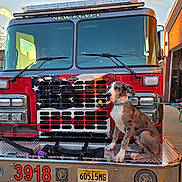 Jethro joined the competition — help win amazing prizes! dog, great_dane, puppy, fire_truck, american_flag, vehicle, red, collar, outdoor, daylight, building, sidewalk, license_plate, metal, grill, leash, person_hand, reflection, sky, cloud