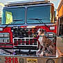 dog, great_dane, puppy, fire_truck, american_flag, vehicle, red, collar, outdoor, daylight, building, sidewalk, license_plate, metal, grill, leash, person_hand, reflection, sky, cloud