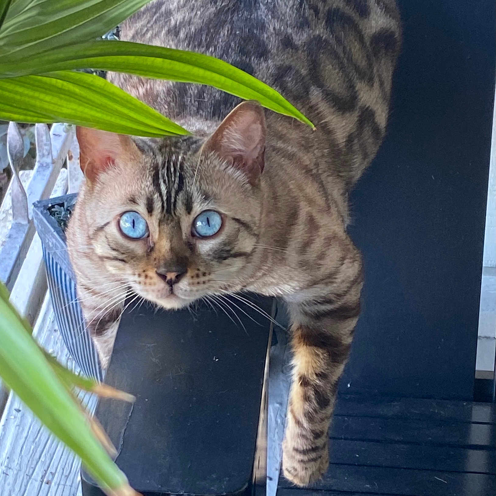 Zuu joined the competition — help win amazing prizes! abyssinian, angora, animal, bench, cat, egyptiancat, furniture, hair, jar, kitten, manx, ocelot, person, pet, plant, planter, pottedplant, pottery, vase, wood