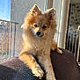 Hades a rejoint le concours — aidez-le/la à gagner de superbes lots ! dog, pomeranian, fluffy, sunlight, window, indoor, couch, resting, pet, furry, animal, home, cozy, relaxed, sunbeam, portrait, light, shadow, fence, wallpaper