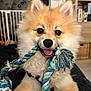Hades a rejoint le concours — aidez-le/la à gagner de superbes lots ! dog, puppy, pomeranian, rope_toy, playful, tongue_out, fluffy, indoor, pet, cute, animal, fur, toy, mouth, ears, whiskers, closeup, face, pet_accessory, background