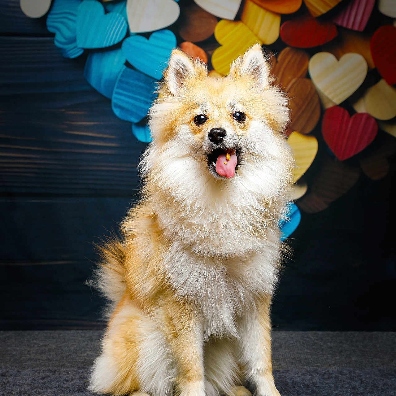 Hades participe au concours pour gagner de l'argent avec cette photo : animal, colorful_background, cute, dog, fluffy, friendly, fur, gray_surface, happy, indoor, mammal, pet, playful, portrait, sitting, small_dog, smiling, studio, tongue_out, wooden_hearts