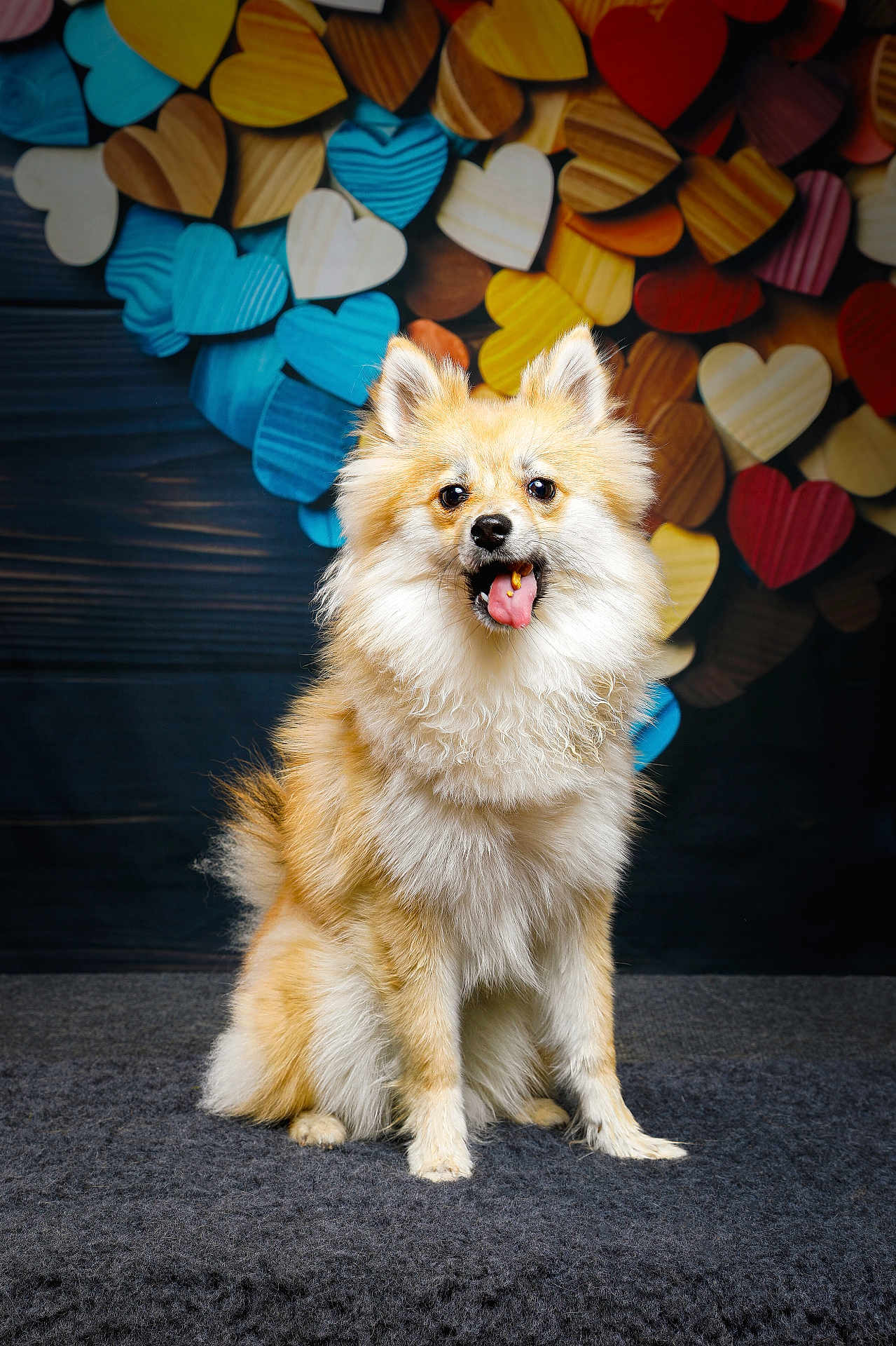 Hades participe au concours pour gagner de l'argent avec cette photo : dog, fluffy, sitting, tongue_out, happy, pet, animal, portrait, indoor, colorful_background, wooden_hearts, cute, fur, studio, gray_surface, smiling, small_dog, playful, friendly, mammal