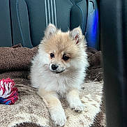 Hades participe au concours pour gagner de l'argent avec cette photo : puppy, dog, pet, fluffy, blanket, toy, rope_toy, car_seat, indoor, cute, small_dog, fur, animal, young, resting, brown, white, black_nose, ears, paw