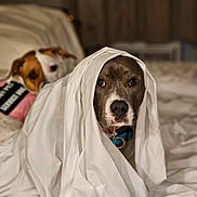 Bluebell And Daisy is registered to the contest to win money with this photo: adult, animal, bed, bedroom, blanket, canine, dog, furniture, hound, indoors, male, man, person, pet, pointer, puppy, quilt, room, sleeping, snout