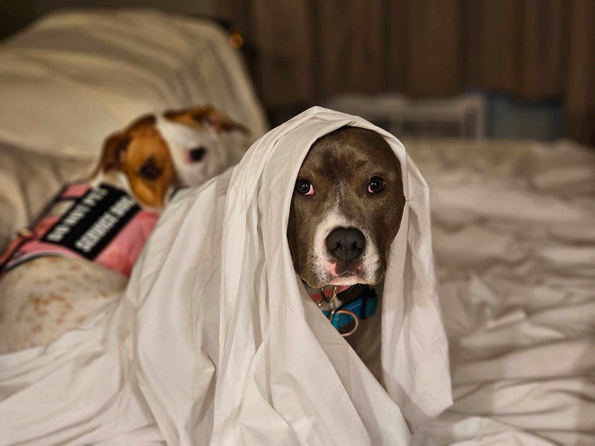 Bluebell And Daisy