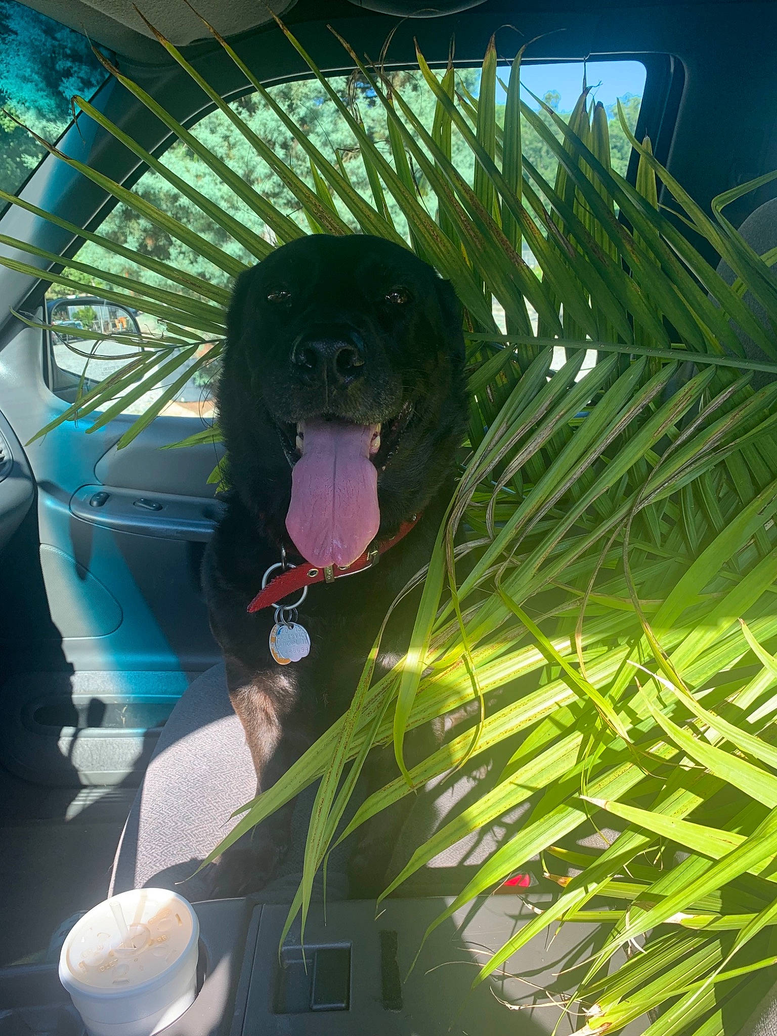 Dunder joined the competition — help win amazing prizes! botany, grass, leisure, plant, sporting_group, tree