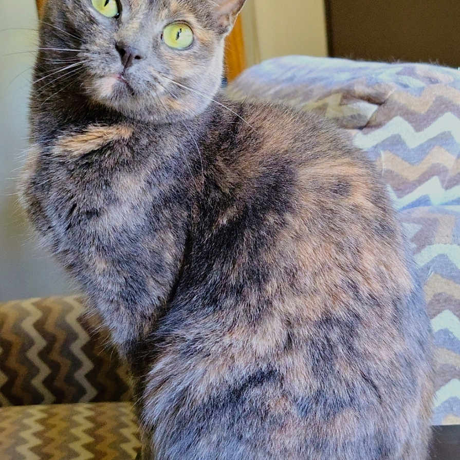 Meredith is registered to the contest to win money with this photo: animal, cat, chair, closeup, cozy, curious, domestic, ears, feline, fur, furniture, green_eyes, home, indoor, pet, sitting, table, tail, tortoiseshell, whiskers