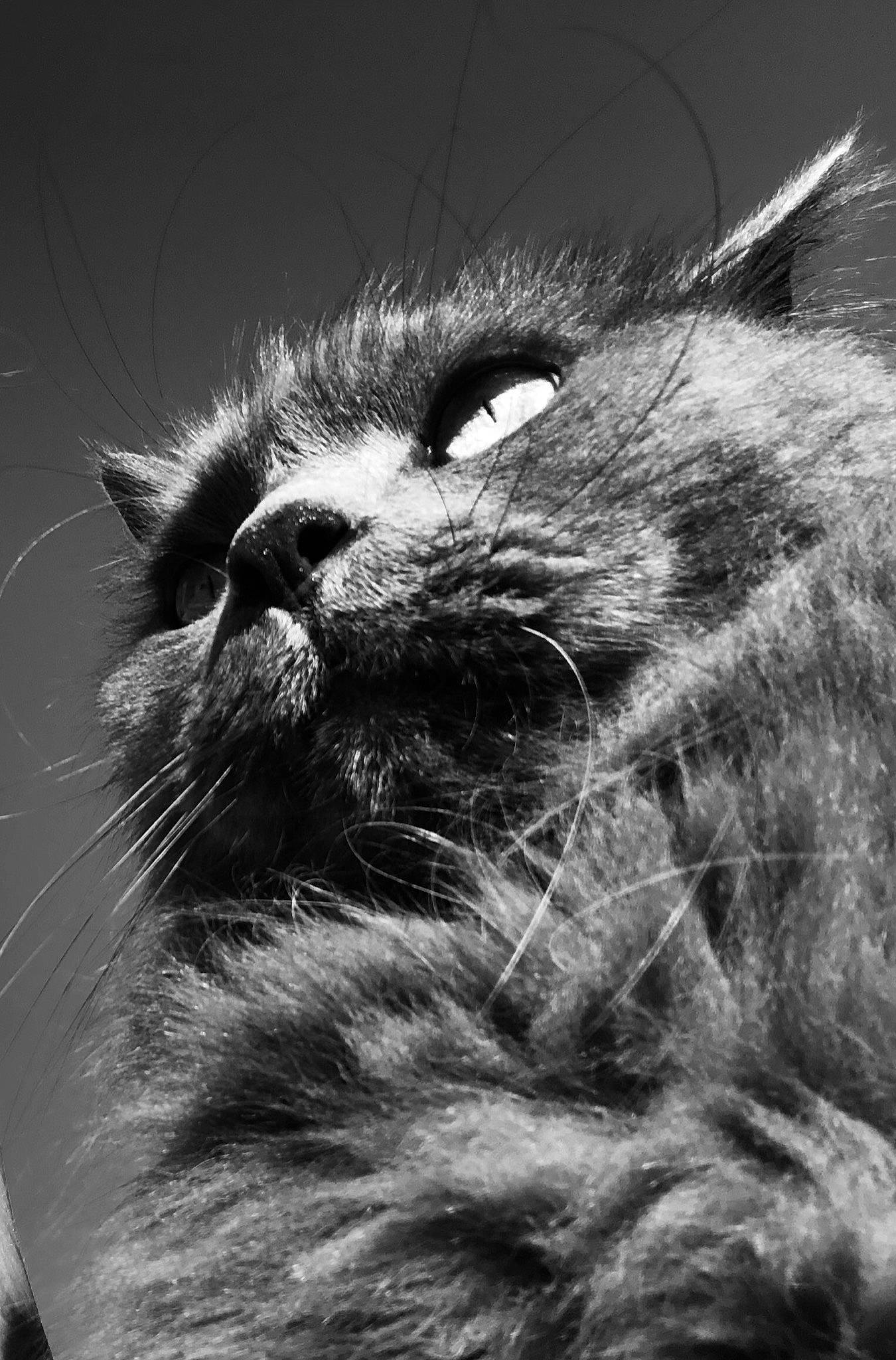 Grisous a rejoint le concours — aidez-le/la à gagner de superbes lots ! black_and_white, carnivore, cat, close_up, eye, facial_expression, felidae, fur, kitten, monochrome, monochrome_photography, nose, photography, small_to_medium_sized_cats, snout, style, whiskers, wild_cat