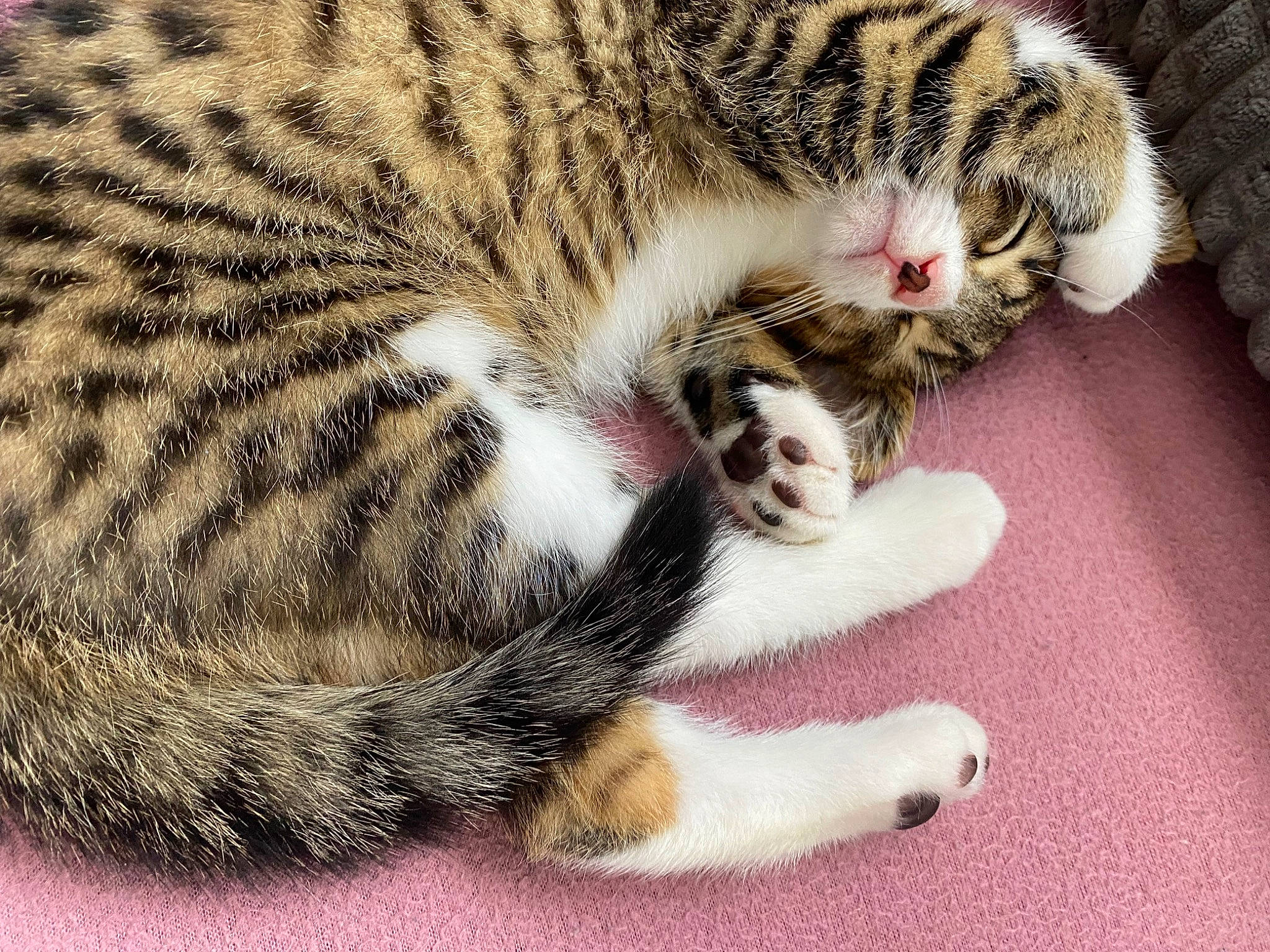 Loki participe au concours pour gagner de l'argent avec cette photo : big_cats, carnivore, cat, claw, close_up, comfort, domestic_short_haired_cat, fawn, felidae, fur, nap, paw, sleep, small_to_medium_sized_cats, snout, terrestrial_animal, whiskers, wildlife