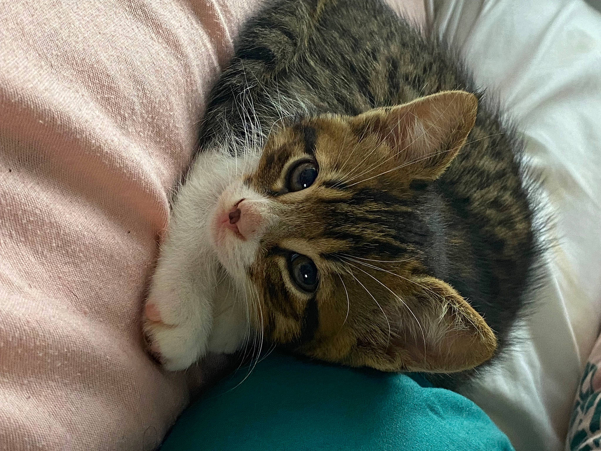 Louki a rejoint le concours — aidez-le/la à gagner de superbes lots ! carnivore, cat, cat_bed, claw, comfort, domestic_short_haired_cat, felidae, fur, gesture, nap, paw, small_to_medium_sized_cats, whiskers