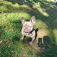 Smokey joined the competition — help win amazing prizes! dog, french_bulldog, grass, sunlight, shadow, outdoor, yard, pet, animal, portrait, sitting, daytime, nature, canine, ears, snout, expression, ground, sunshine, park