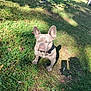 dog, french_bulldog, grass, sunlight, shadow, outdoor, yard, pet, animal, portrait, sitting, daytime, nature, canine, ears, snout, expression, ground, sunshine, park