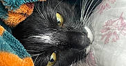 Mochi is registered to the contest to win money with this photo: cat, tuxedo_cat, yellow_eyes, whiskers, blanket, cozy, close_up, feline, fur, sleepy, indoor, pet, resting, cute, soft_texture, black_and_white, warm, snuggled, animal, comfort