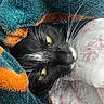 cat, tuxedo_cat, yellow_eyes, whiskers, blanket, cozy, close_up, feline, fur, sleepy, indoor, pet, resting, cute, soft_texture, black_and_white, warm, snuggled, animal, comfort