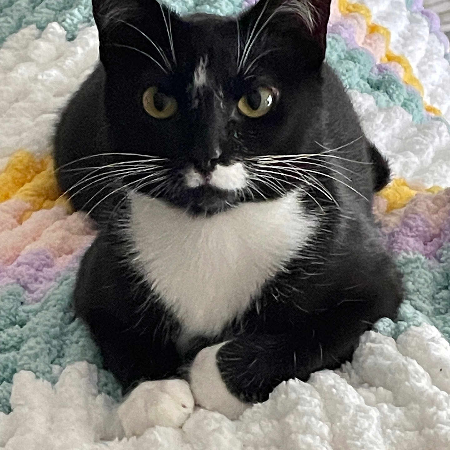 Mochi