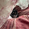 Mochi joined the competition — help win amazing prizes! cat, black_and_white, bed, blanket, bedding, yellow_eyes, striped, patterned, cozy, indoor, pet, feline, curious, peek, soft_texture, fabric, closeup, resting, cute, animal