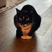 Mochi is registered to the contest to win money with this photo: cat, tuxedo_cat, pet, animal, indoor, floor, wooden_floor, collar, heart_shaped_tag, yellow_eyes, feline, whiskers, sitting, looking, fur, cute, cozy, carpet, couch, domestic_animal