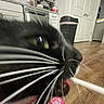 Mochi is registered to the contest to win money with this photo: cat, black_cat, whiskers, close_up, kitchen, floor, trash_can, door, countertop, package, indoor, pet, animal, feline, playful, curious, mouth_open, nose, tongue, blur