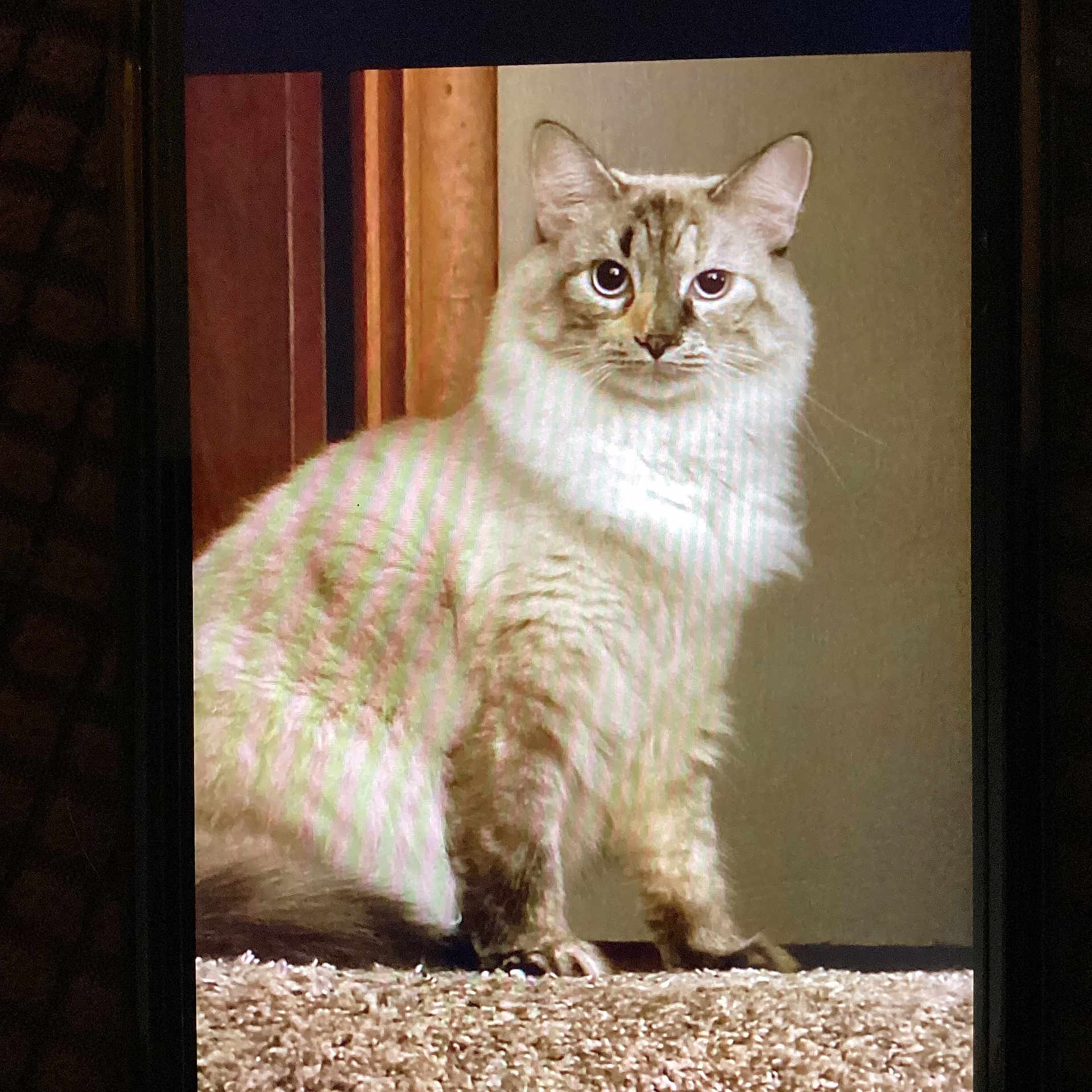 Sheeba joined the competition — help win amazing prizes! cat, fluffy, blue_eyes, carpet, indoor, pet, animal, curious, sitting, feline, ears, whiskers, wooden_frame, neutral_background, closeup, portrait, domestic_cat, fur, alert, looking