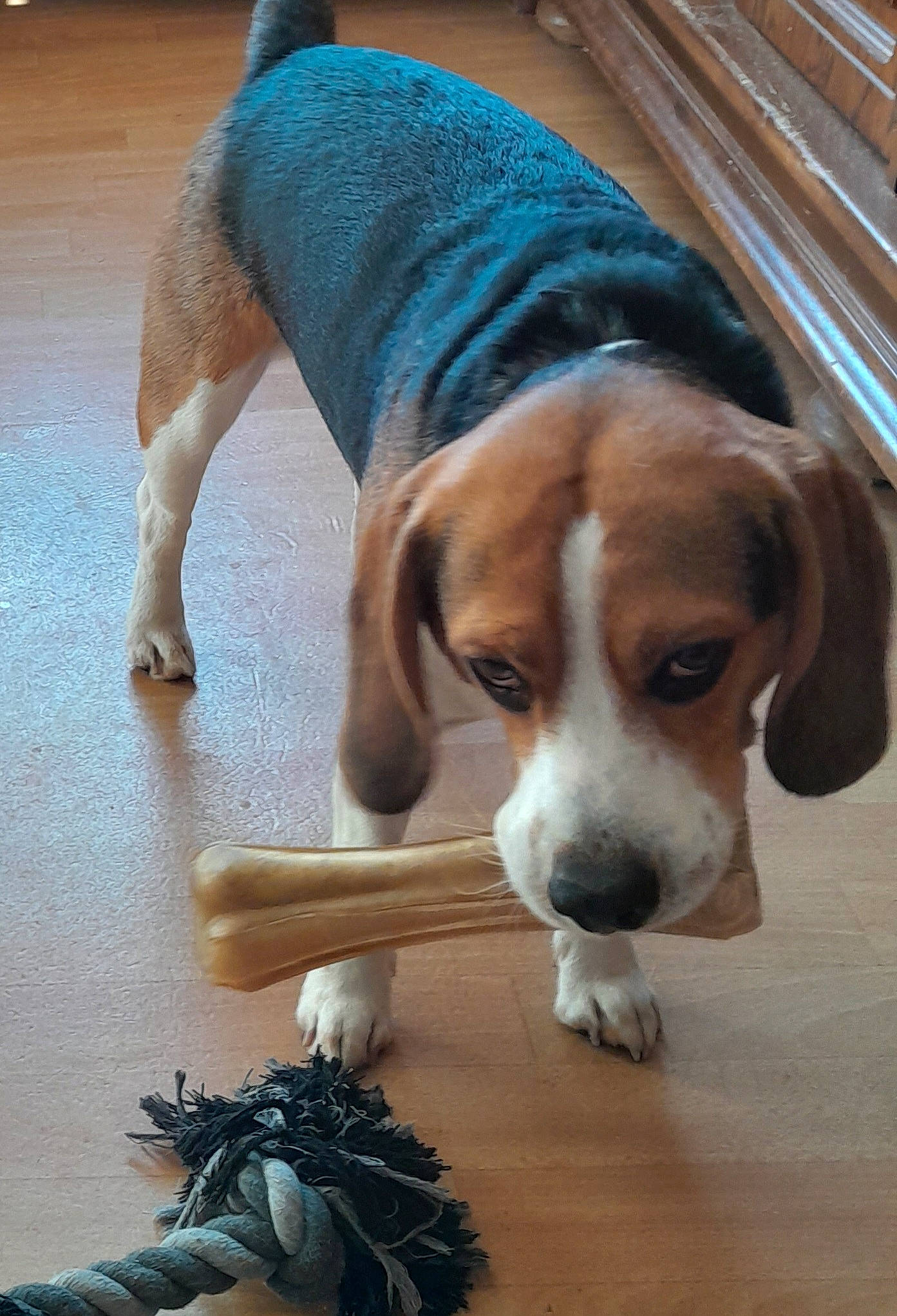Rocky a rejoint le concours — aidez-le/la à gagner de superbes lots ! beagle, beagle_harrier, canidae, carnivore, companion_dog, dog, dog_breed, fawn, finnish_hound, flooring, hardwood, hound, liver, paw, scent_hound, snout, sporting_group, tennis_ball, wood, working_animal
