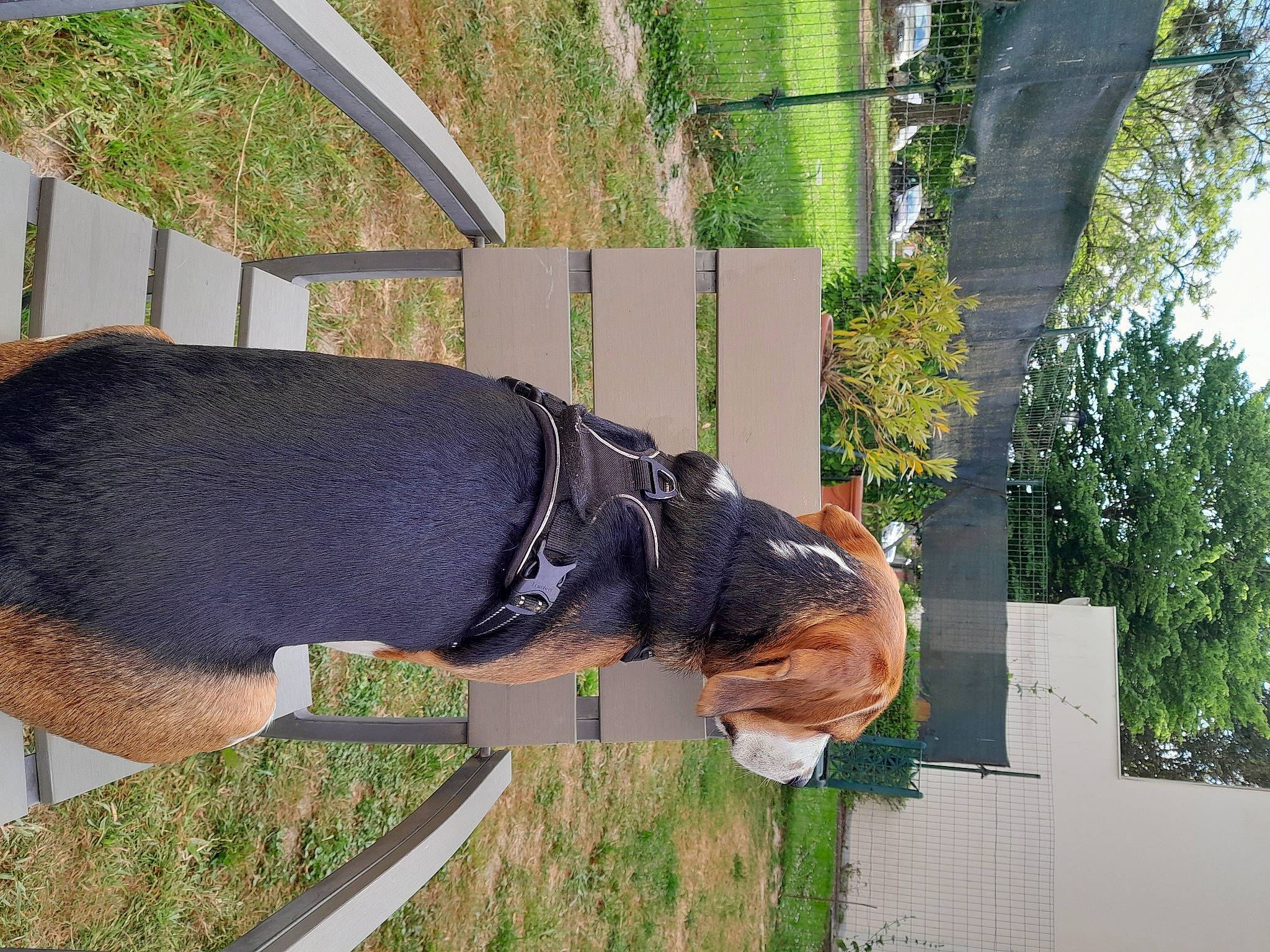 Rocky a rejoint le concours — aidez-le/la à gagner de superbes lots ! biting, carnivore, collar, companion_dog, dog, dog_breed, dog_collar, dog_supply, fashion_accessory, fawn, grass, leash, liver, pet_supply, plant, snout, sporting_group, tail, tree, working_animal