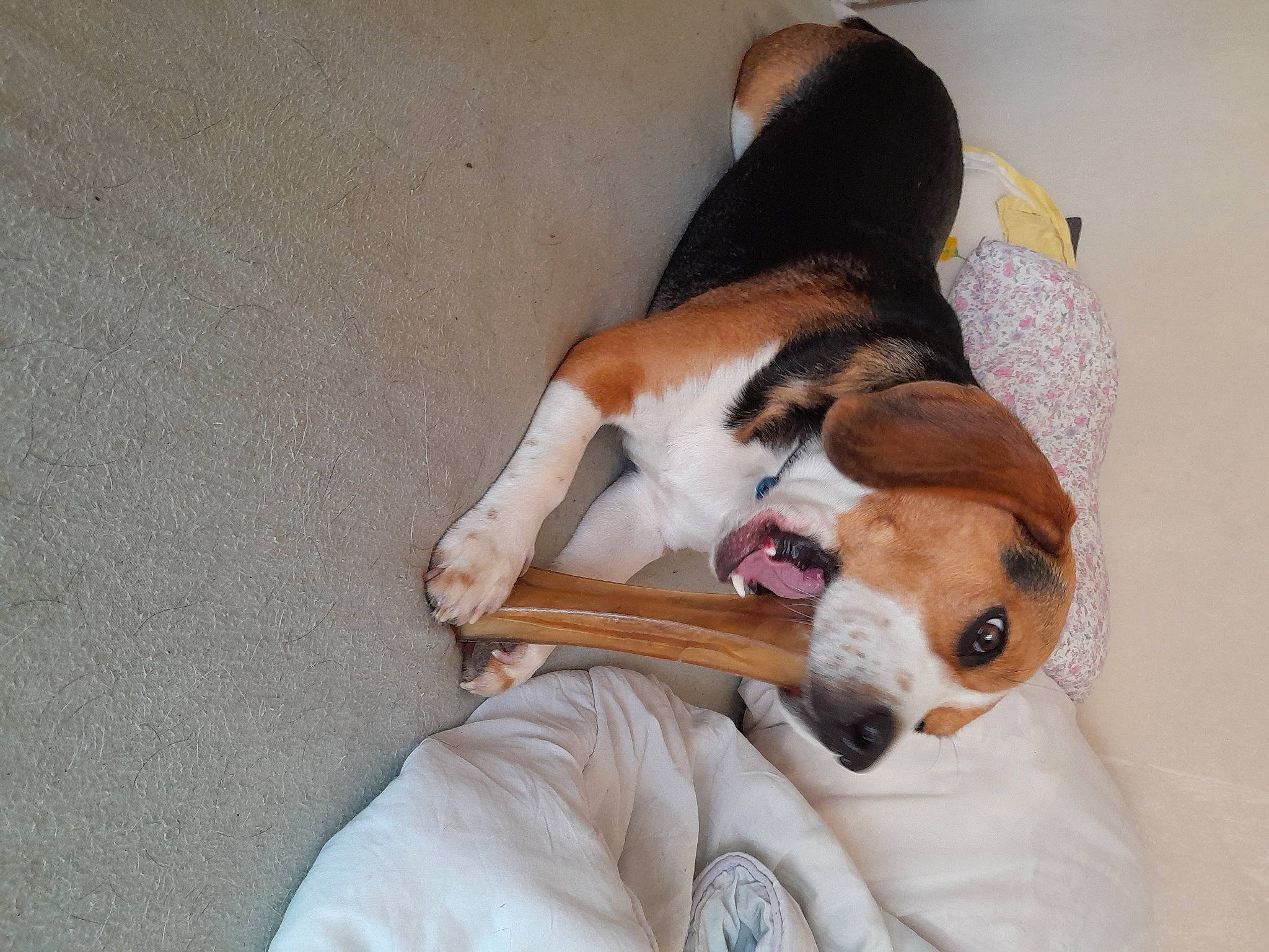 Rocky participe au concours pour gagner de l'argent avec cette photo : basset_hound, beagle, beagle_harrier, canidae, carnivore, collar, comfort, companion_dog, dog, dog_breed, fawn, finnish_hound, fur, hound, pet_supply, scent_hound, snout, sporting_group, whiskers, working_animal