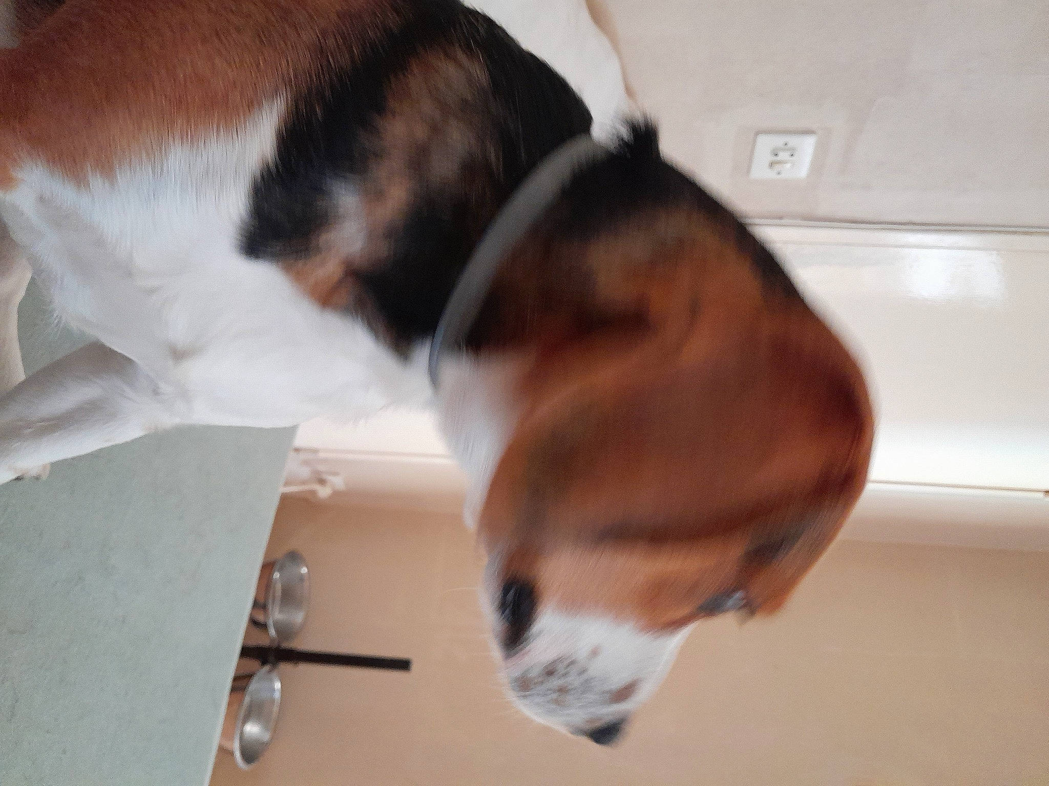 Rocky a rejoint le concours — aidez-le/la à gagner de superbes lots ! basset_hound, beagle, canidae, carnivore, collar, comfort, companion_dog, dog, dog_breed, ear, fawn, flooring, fur, hardwood, scent_hound, snout, sporting_group, tail, whiskers, wood