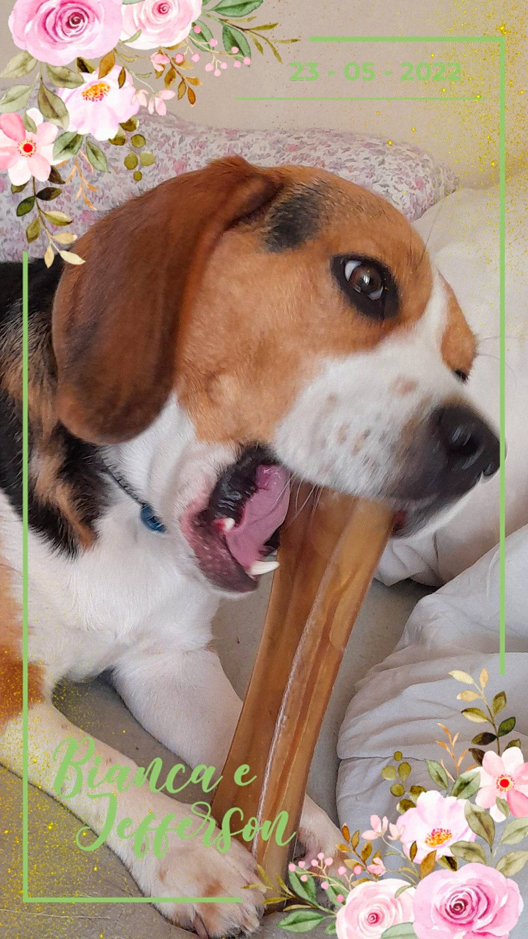 Rocky a rejoint le concours — aidez-le/la à gagner de superbes lots ! beagle, beagle_harrier, canidae, carnivore, collar, companion_dog, dog, dog_breed, dog_collar, fawn, finnish_hound, flower, hound, liver, pet_supply, plant, scent_hound, snout, sporting_group, working_animal
