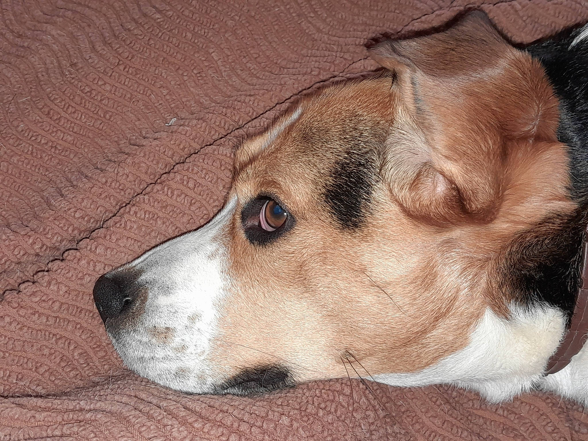 Rocky a rejoint le concours — aidez-le/la à gagner de superbes lots ! canidae, carnivore, companion_dog, dog, dog_breed, fawn, fur, non_sporting_group, snout, sporting_group, terrestrial_animal, whiskers, working_animal