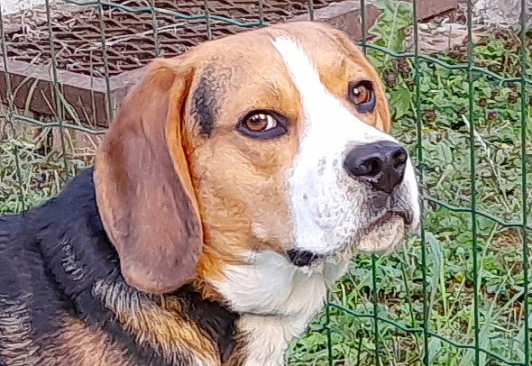 Rocky participe au concours pour gagner de l'argent avec cette photo : beaglier, canidae, carnivore, companion_dog, dog, dog_breed, fawn, fence, fur, home_fencing, hound, hunting_dog, liver, mesh, plant, scent_hound, snout, sporting_group, terrestrial_animal, wire_fencing