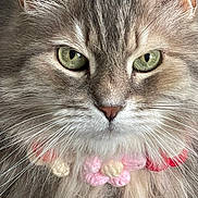 Daisy is registered to the contest to win money with this photo: cat, close_up, fluffy, green_eyes, whiskers, pink_collar, red_collar, knitted, pet, animal, furry, cute, portrait, domestic_cat, soft_fur, face, nose, ears, indoor, feline