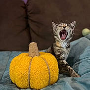Athèna a rejoint le concours — aidez-le/la à gagner de superbes lots ! kitten, cat, yawning, plush_pumpkin, yellow, blue_blanket, brown_couch, indoor, pet, cute, feline, cozy, tabby, soft_texture, autumn_theme, small_animal, resting, home, animal, comfort