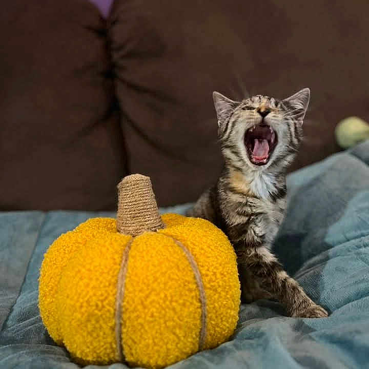 Athèna a rejoint le concours — aidez-le/la à gagner de superbes lots ! animal, autumn_theme, blue_blanket, brown_couch, cat, comfort, cozy, cute, feline, home, indoor, kitten, pet, plush_pumpkin, resting, small_animal, soft_texture, tabby, yawning, yellow