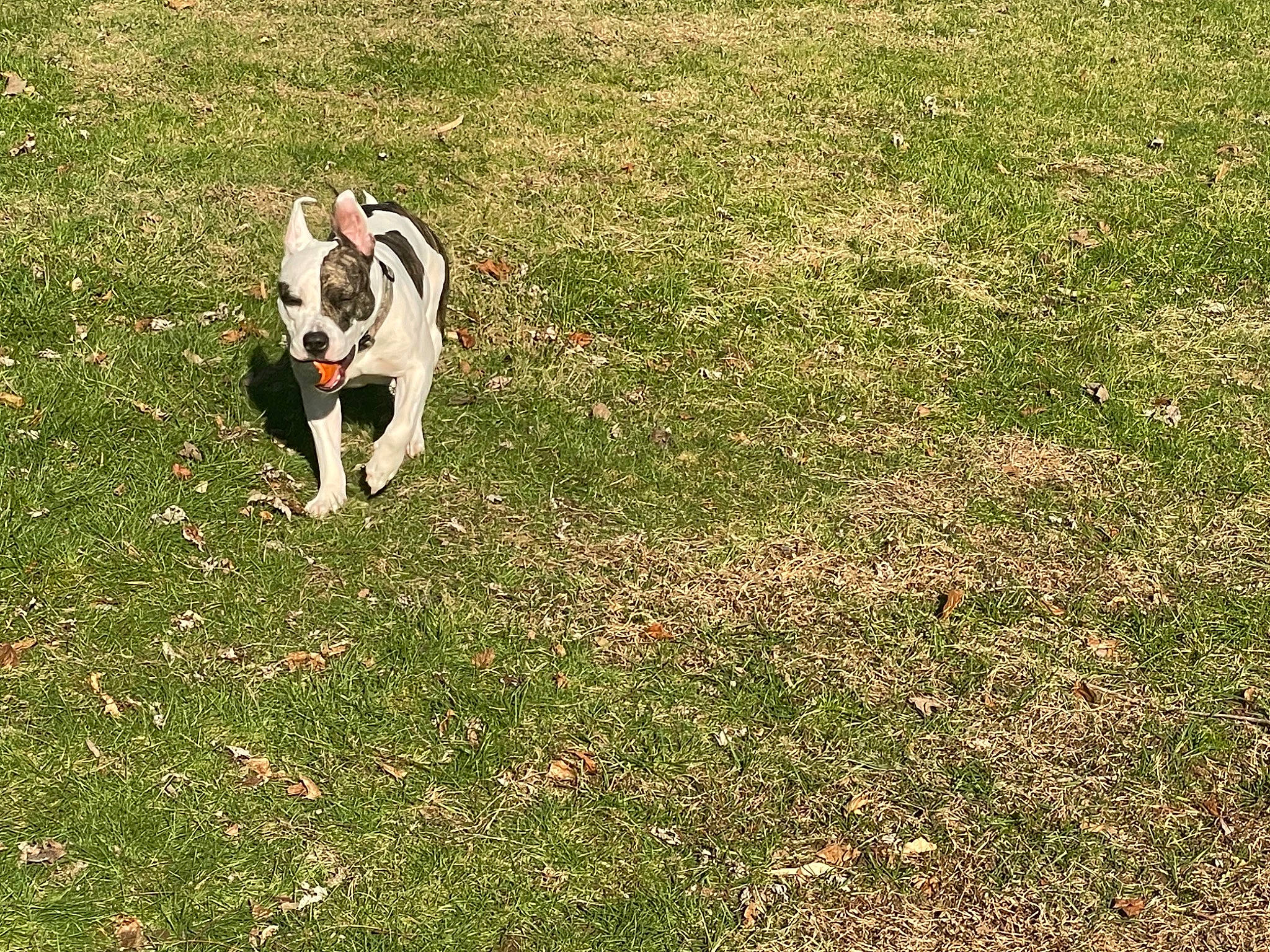 Dutches joined the competition — help win amazing prizes! canidae, carnivore, companion_dog, dog, dog_breed, dog_supply, grass, grassland, groundcover, lure_coursing, pasture, plant, soil, sporting_group, tail, terrestrial_animal, toy, tree, working_animal, working_dog