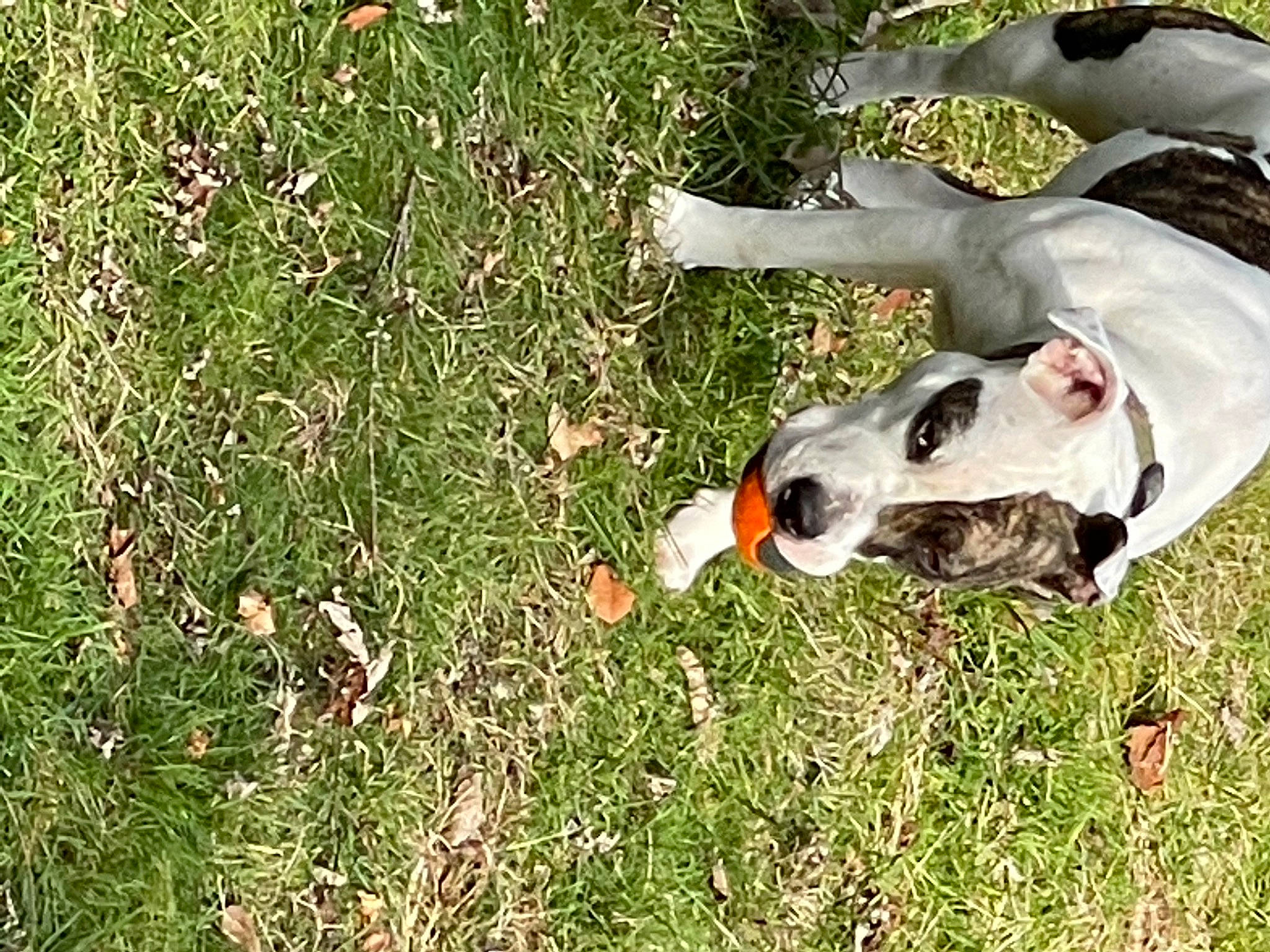 Dutches is registered to the contest to win money with this photo: canidae, carnivore, companion_dog, dog, dog_breed, fawn, grass, grassland, groundcover, guard_dog, hunting_dog, mudhol_hound, non_sporting_group, people_in_nature, plant, rampur_greyhound, sporting_group, tail, terrestrial_animal, working_animal