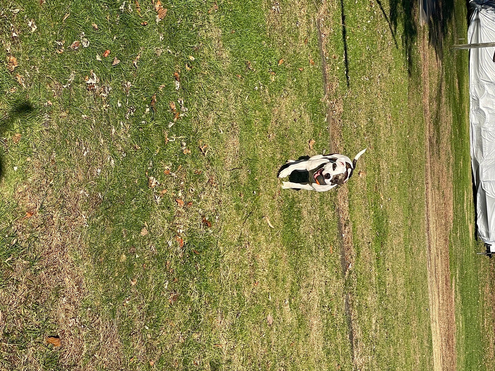 Dutches is registered to the contest to win money with this photo: ecoregion, flooring, grass, grass_family, grassland, groundcover, land_lot, landscape, lawn, leaf, meadow, natural_environment, people_in_nature, plant, shrub, sports_equipment, tree, vegetation, vehicle, wood