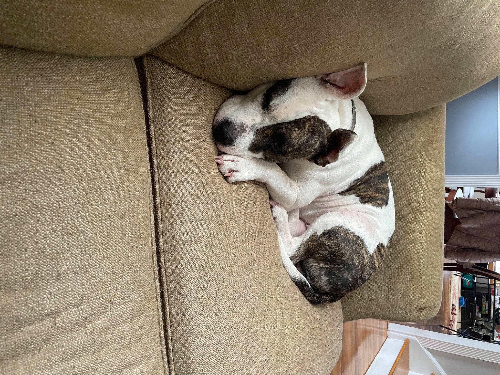 Dutches joined the competition — help win amazing prizes! bulldog, carnivore, comfort, companion_dog, couch, dog, dog_breed, fawn, felidae, flooring, grey, hardwood, paw, small_to_medium_sized_cats, snout, tail, toy_dog, vertebrate, whiskers, wood